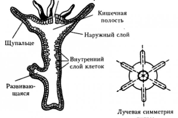 Kra41.at